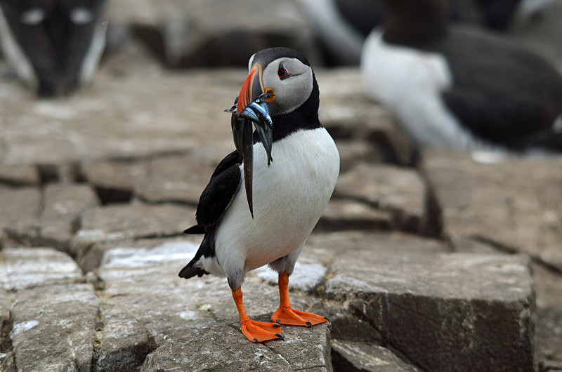 Puffin - Puffins