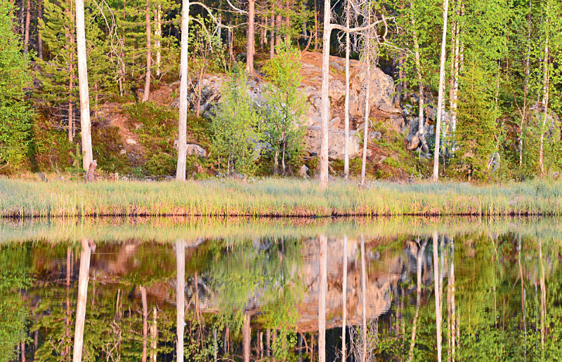 Wild Brown Bear Centre, near Vartius, Kainuu, Finland - North east Finland
