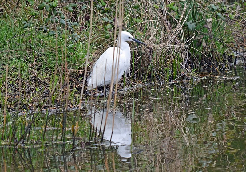 Little Egret - Herons and egrets