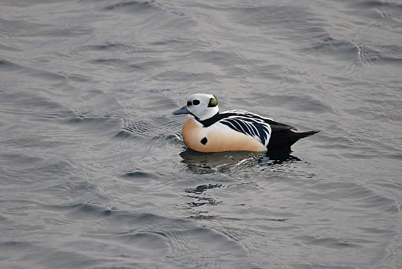 Steller's Eider - Norway