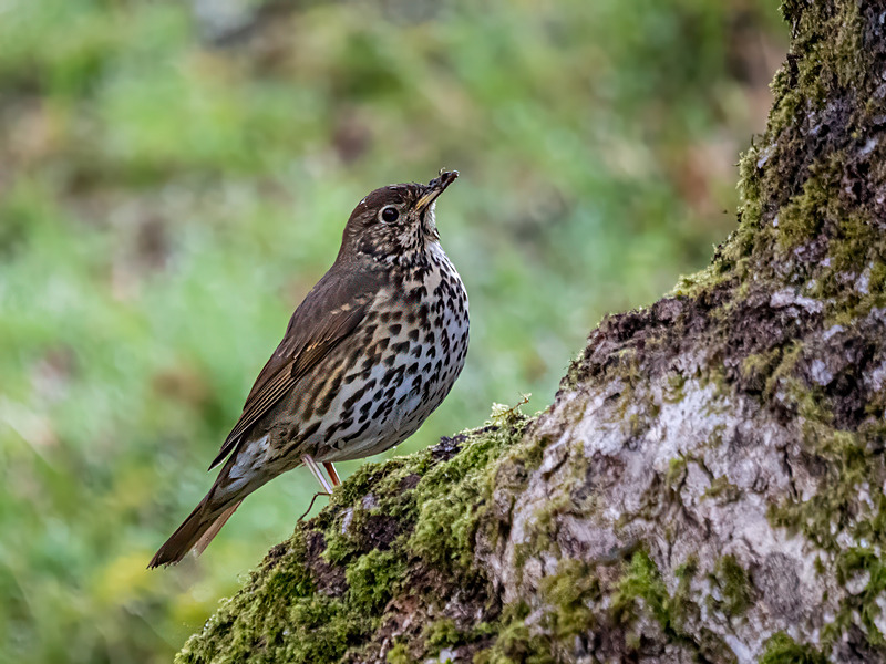 Song Thrush - Latest photos