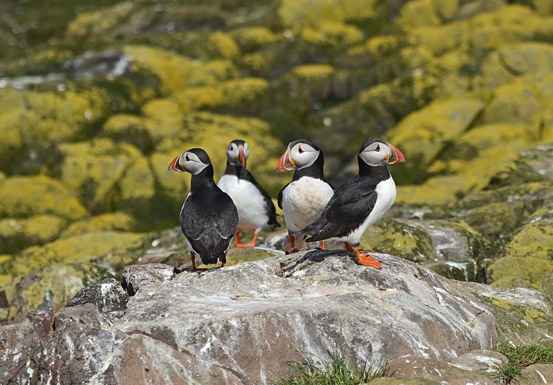 Puffins - Puffins