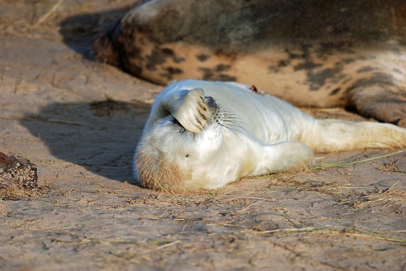 Atlantic Grey Seal - Atlantic Grey Seals