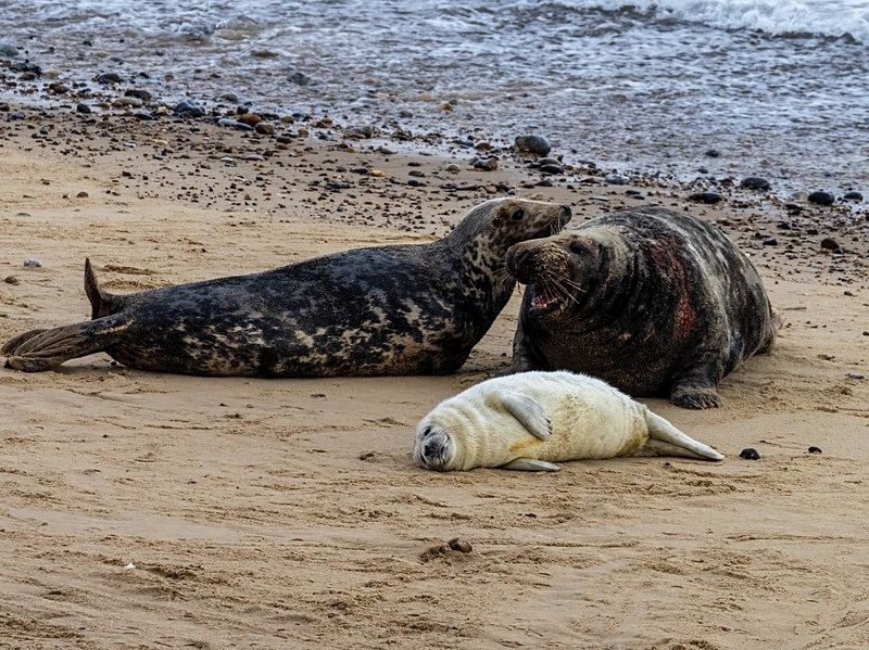 Atlantic Grey Seal - Atlantic Grey Seals