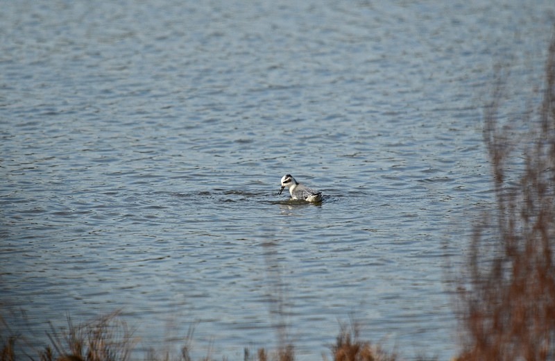Grey Phalarope - Phalaropes