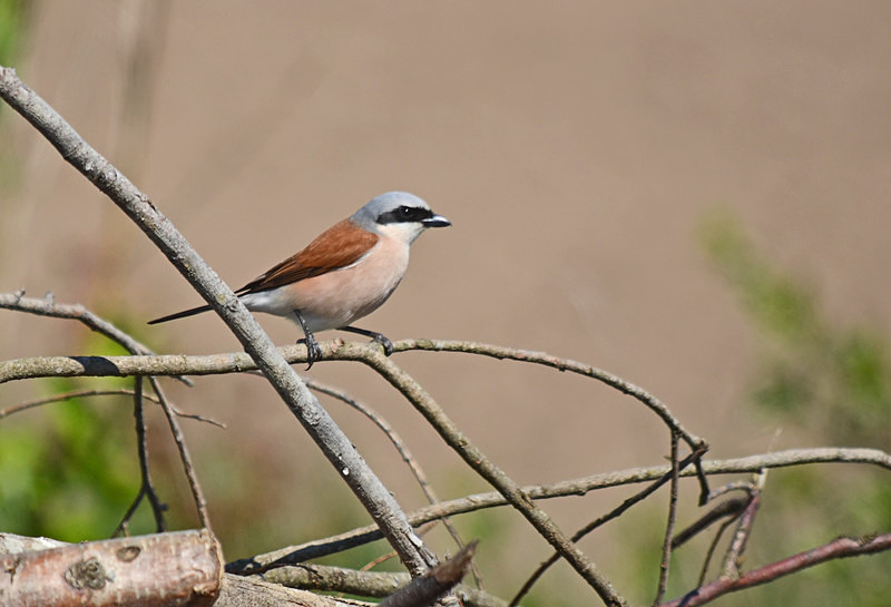 Red-backed Shrike - Estonia