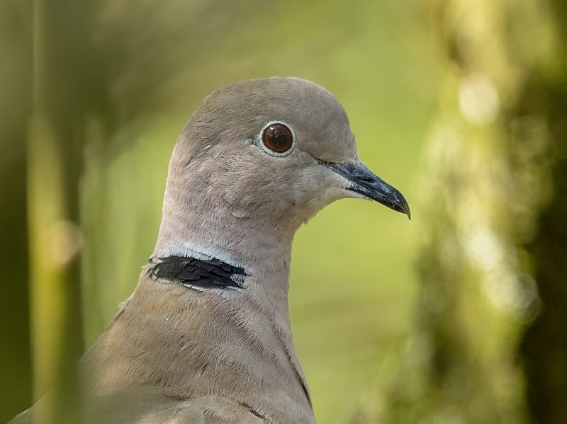 Collared Dove - Pigeons and doves