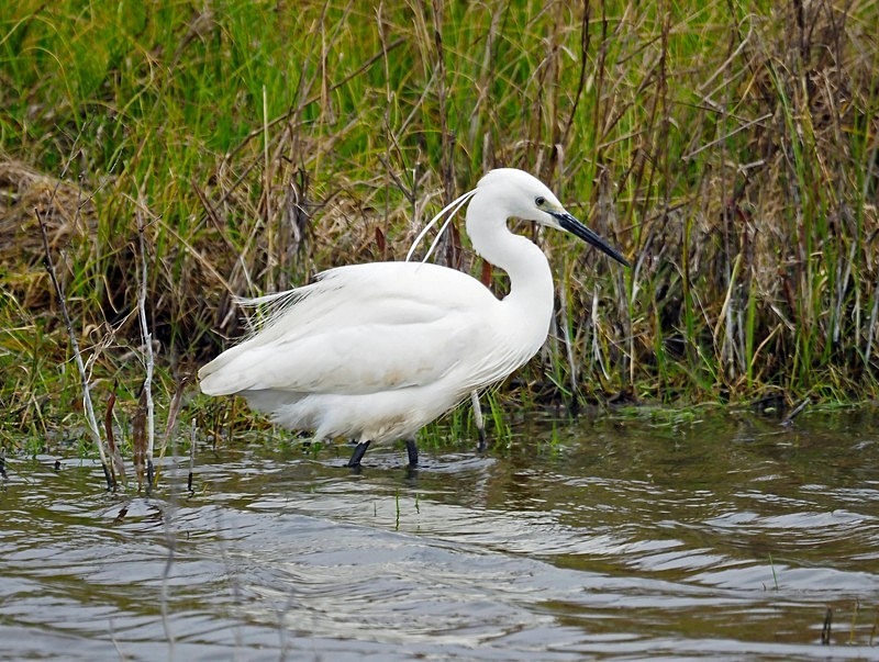 Little Egret - Herons and egrets