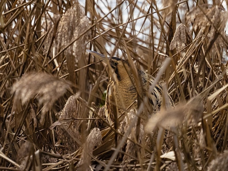Bittern - Herons and egrets