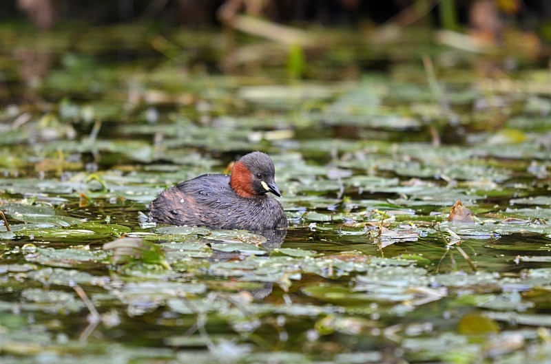 Little Grebe - Grebes