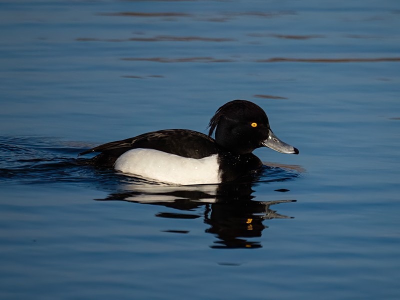 Tufted Duck - Diving ducks