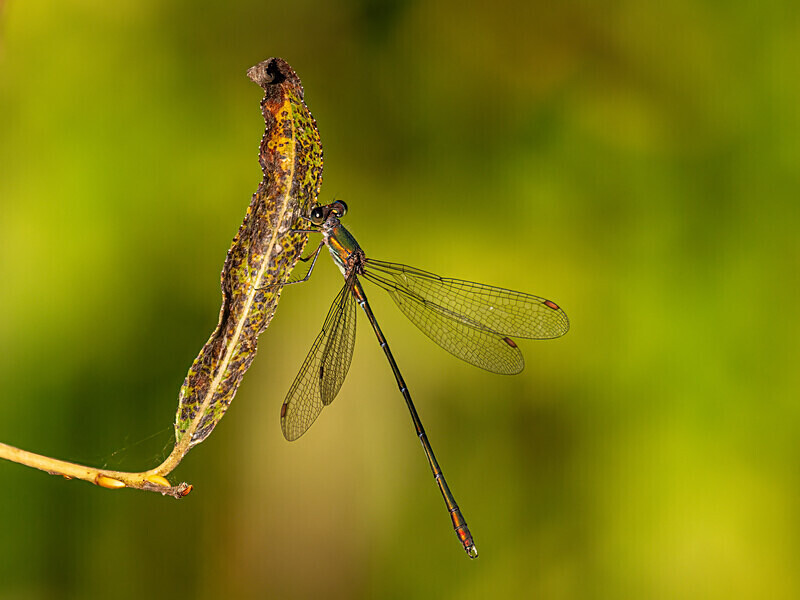 Willow Emerald Damselfly - Latest photos