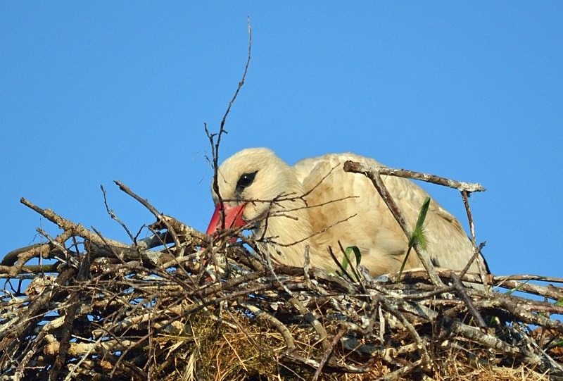 White Stork - Bulgaria