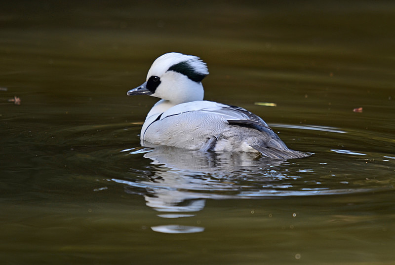 Smew - Sawbills