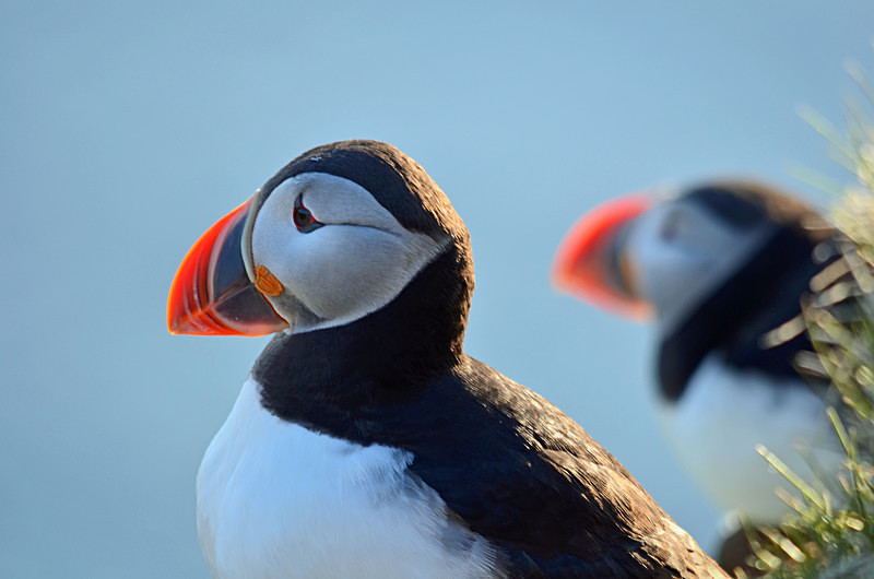Puffin - Westfjords