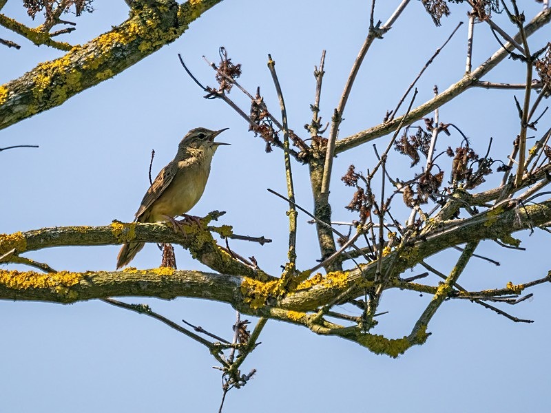 Grasshopper Warbler - Warblers