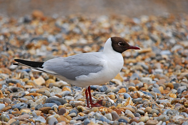 Black-headed Gull - Gulls