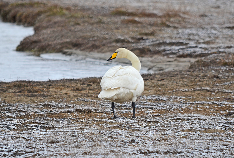 Whooper Swan - North east Iceland