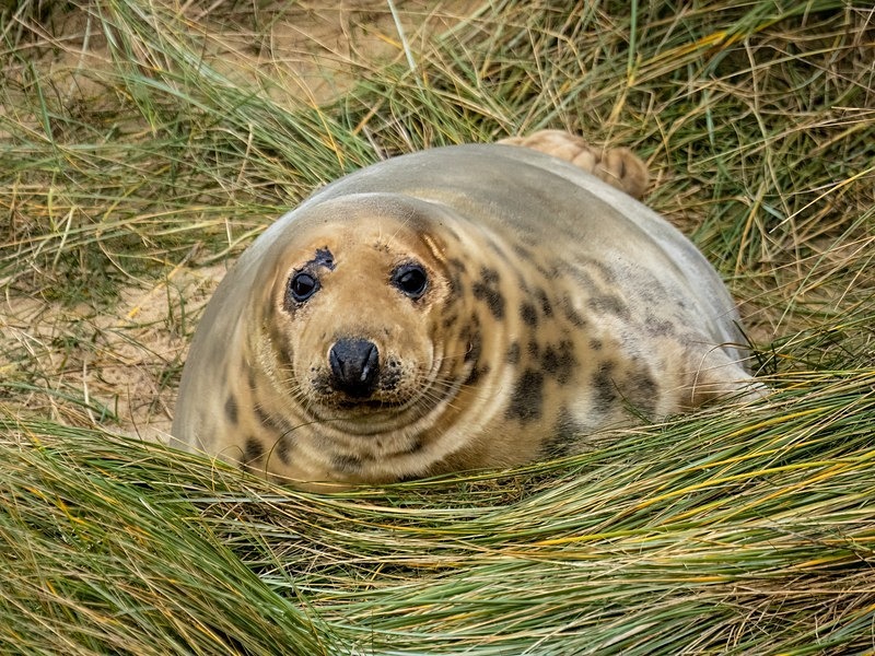 Atlantic Grey Seal - Atlantic Grey Seals