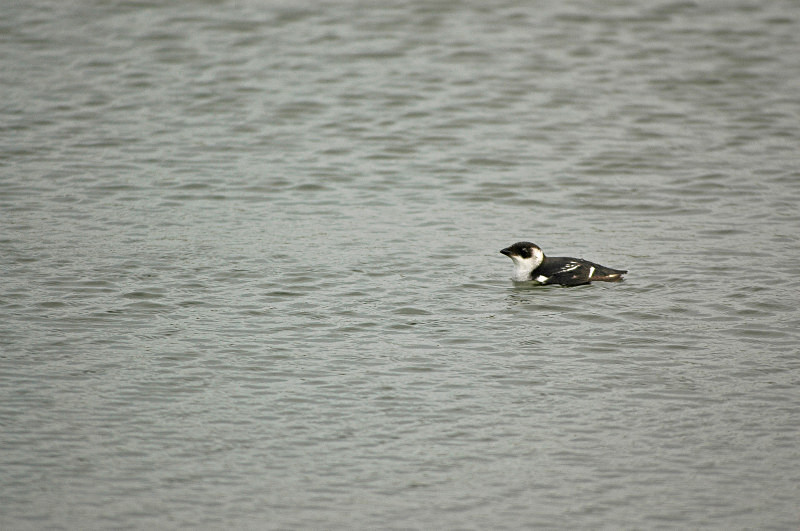 Little Auk - Auks