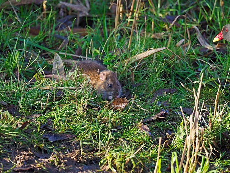 Brown Rat - Other mammals
