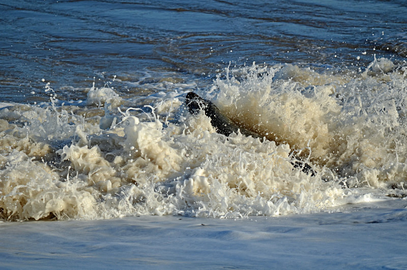 Atlantic Grey Seal - Atlantic Grey Seals