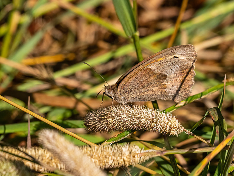 Meadow Brown - Latest photos