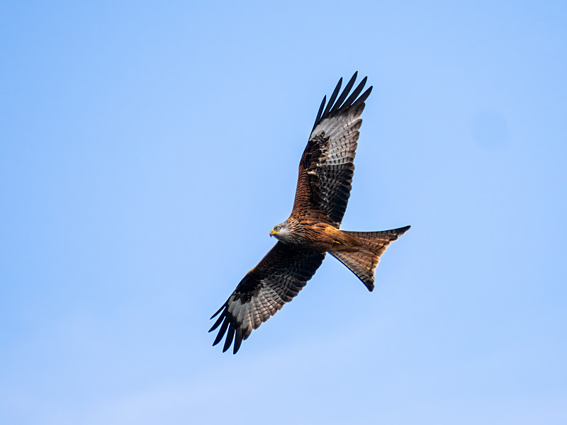 Red Kite - Latest photos