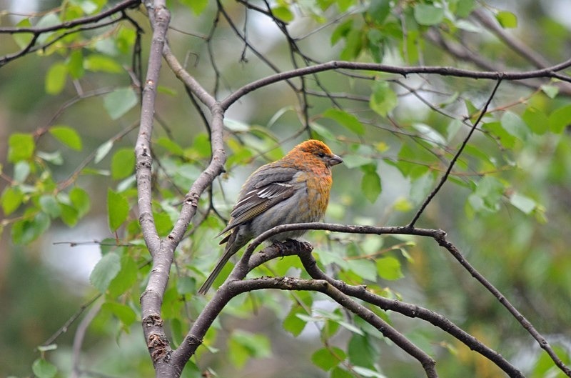 Pine Grosbeak - North Finland - part 1