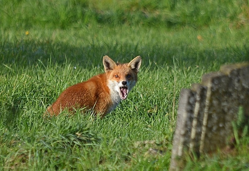 November 2020 - Red Fox - Photos of the month