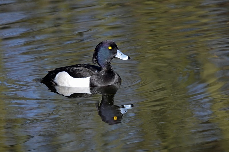 Tufted Duck - Diving ducks