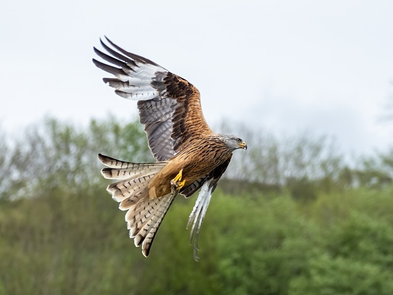 Red Kite - Birds of prey