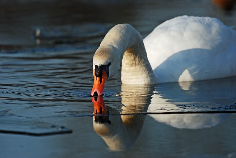 Mute Swan - Mute Swans