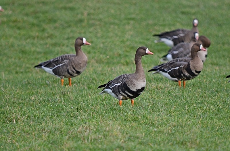 Greater (Russian) White-fronted Goose - Netherlands - December 2019