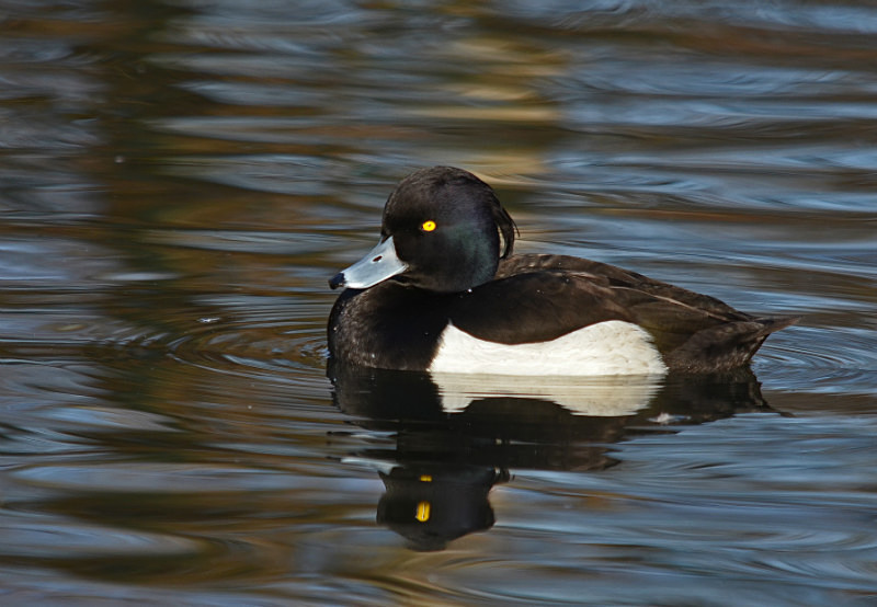 Tufted Duck