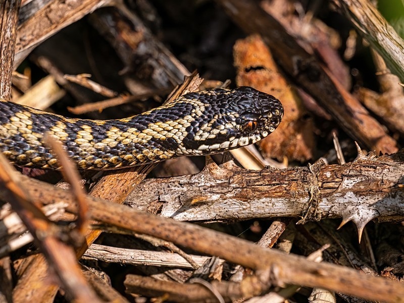 Adder - Snakes