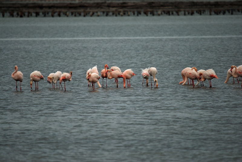 Greater Flamingos - Catalunya