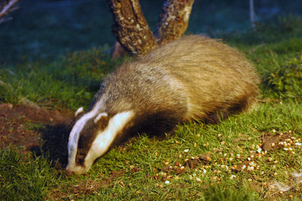 Badger - Other mammals