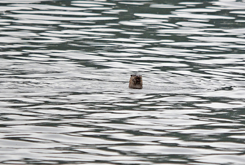 Otter - Otters