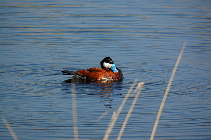 Ruddy Duck - Diving ducks
