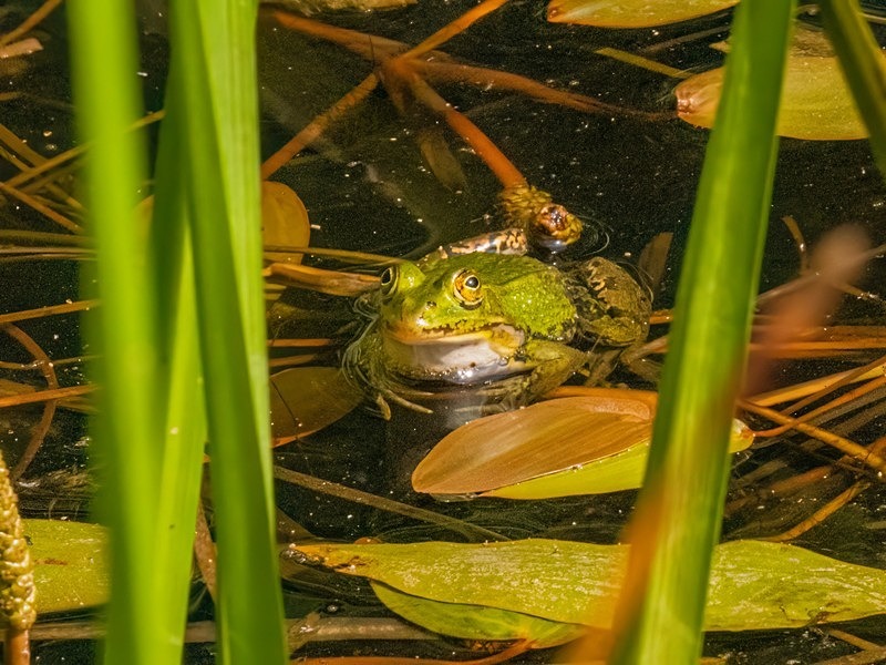 Edible Frog - Frogs and toads