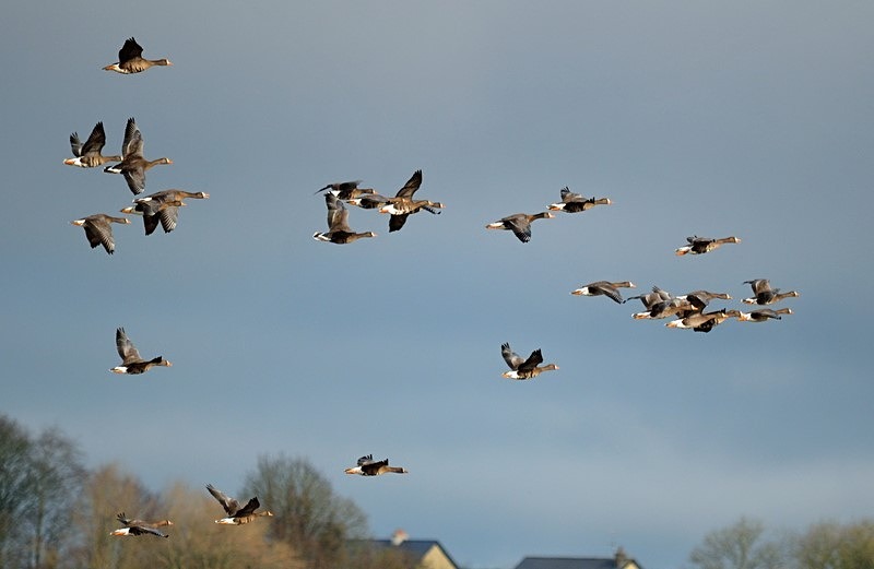 Greater (Greenland) White-fronted Geese - Ireland - January and February 2020