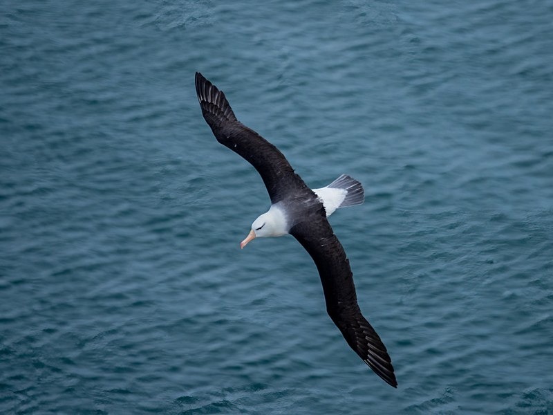 Black-browed Albatross - Albatrosses