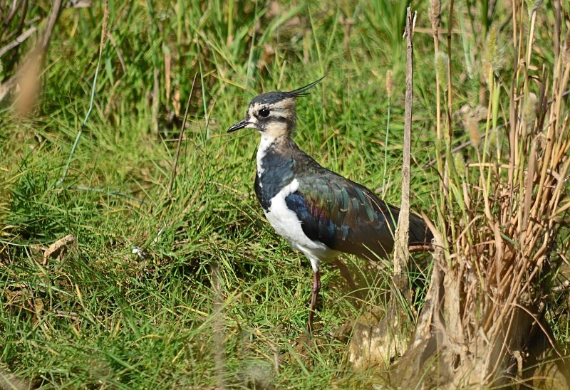 Lapwing - Plovers