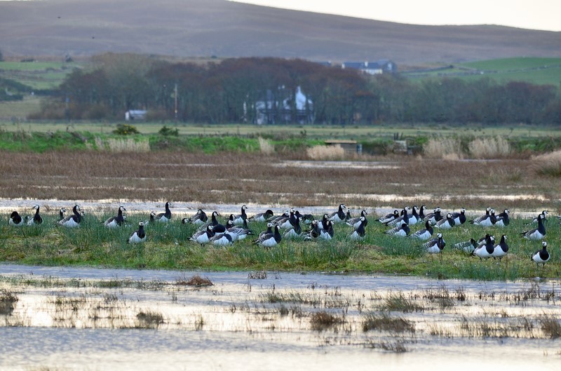 Barnacle Geese - Black geese