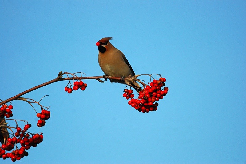 Waxwing - Waxwings