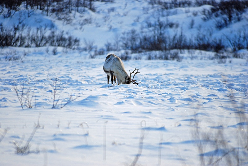Reindeer - Kvaløya and Sommarøy