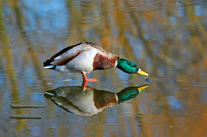 Mallard - Dabbling ducks
