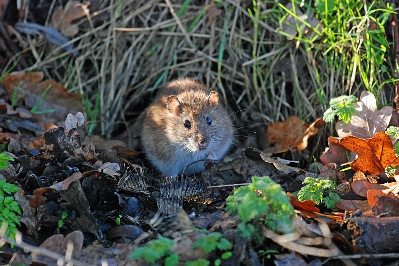 Brown Rat - Other mammals