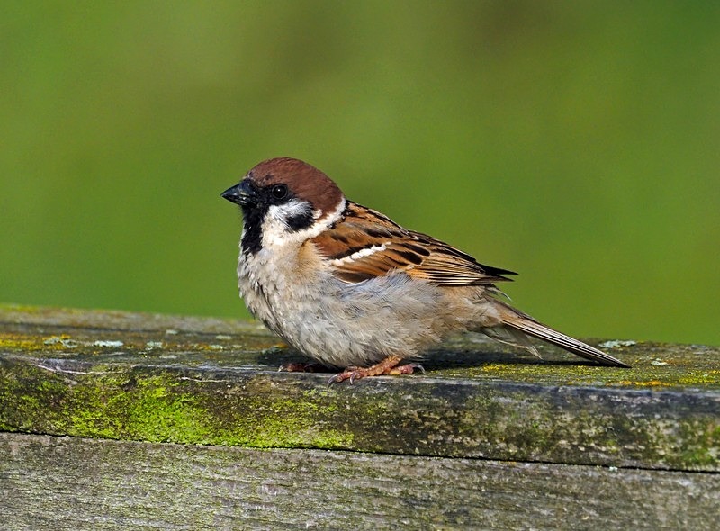 Tree Sparrow - Sparrows
